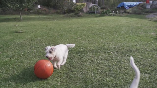 Two terriers chase, play fetch & bring back ball