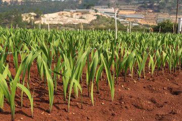 gladiolus grown in Lam Dong
