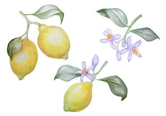 Watercolor set of lemons and blossom branches.