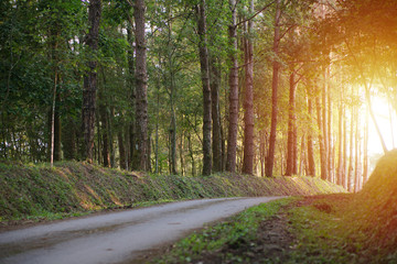 The forest route path for running