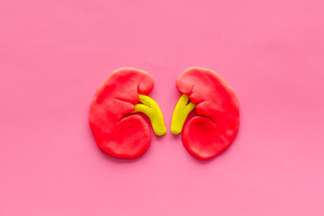 Kidney healthy. Organ on pink background top view