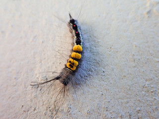 The brown hairy caterpillar has three yellow spots on the wall.
