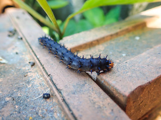 The black worm has a thorn on the top of the brick.