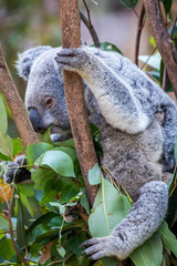Koala sleeping in a zoo in Queensland 
