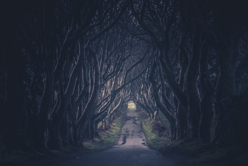 The Dark Hedges in Northern Ireland. Majestic, spooky and mysterious road across very old trees....