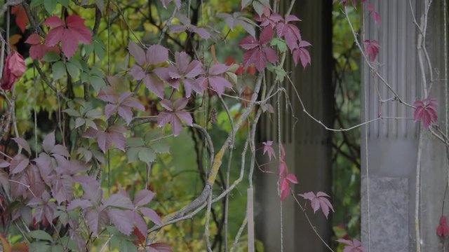 Beautiful autumn colors red, green, yeallow , orange leaves trees branch moving slow close to filar