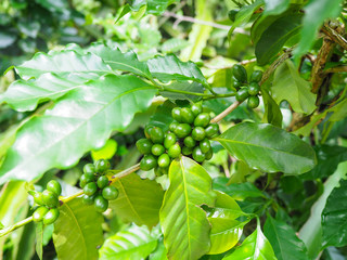 bunch of green coffee beans and leaves