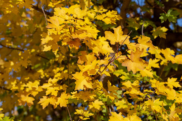 Autumn leaves are red yellow and green. Beautiful Autumn Background.