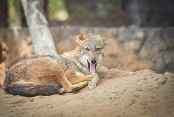 Stick out tongue animal / Close up of eye black backed jackal wildlife lying on the rock - Golden...