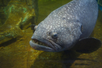 Giant grouper fish or Serranidae fish swimming underwater fish tank at aquarium - Epinephelus lanceolatus