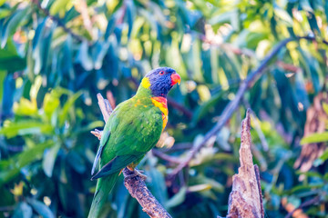 Rainbow lorikeets feeding in a Zoo in Queensland