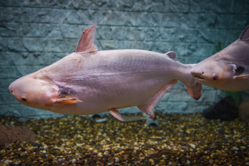 Obraz premium Black ear catfish or Pangasiidae fish swimming underwater fish tank at aquarium - Pangasius larnaudii