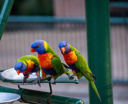 Rainbow lorikeets feeding in a Zoo in Queensland
