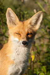Naklejka na ściany i meble red fox vulpes vulpes