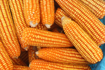 Closed up texture of corn background from plantation.