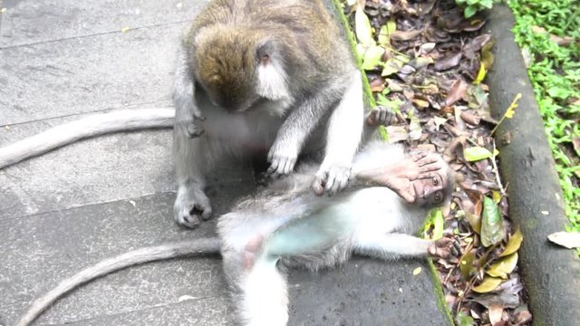 A Balinese monkey massaging and cleaning another monkey's butt, Monkey Forest, Bali, Indonesia.