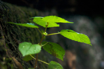 Plant Macro