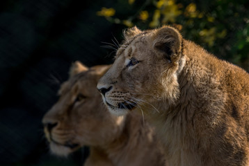 Fototapeta na wymiar portrait of a lioness with her mother