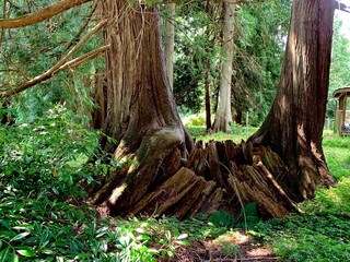 tree in forest