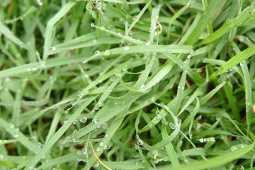 background of green grass with water drops of morning dew