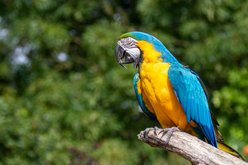 blue and yellow macaw in a tree