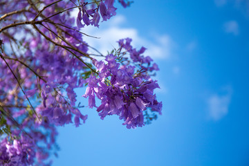 Jacaranda tree with purple flowers