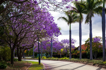 Jacaranda tree with purple flowers