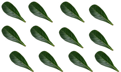 set of green leaves isolated on white background