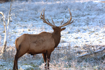 Bull Elk in eary snow in autumn in a mountain meados
