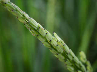 Rice is an economic crop in Asia