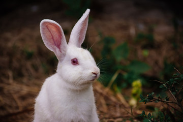 white rabbit in the grass