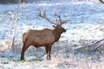 Naklejka na ściany i meble Bull Elk in eary snow in autumn in a mountain meados