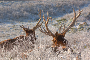 Bull Elk in eary snow in autumn in a mountain meados