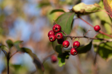 Berries of the hawthorn. Autumn natural background.
