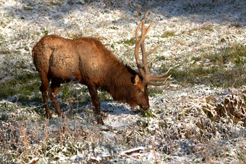 Bull Elk in eary snow in autumn in a mountain meados
