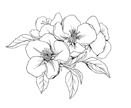 Alone Apple blossom. Vector isolated pattern. The flowers are black and white.