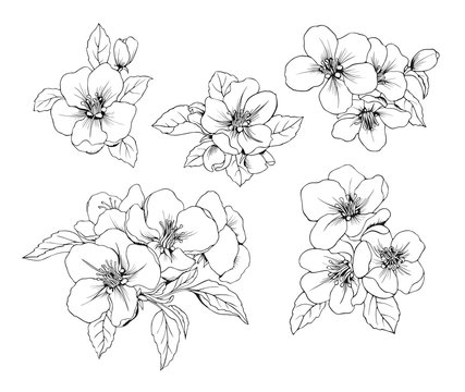 Set of Apple flowers. Vector Botanical black and white isolated pattern.