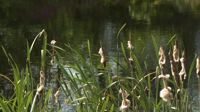 Close up of green rushes with fuzzy white flowers by a still lake