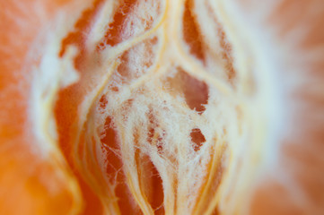 Middle part of the mandarin orange fibers, macro
