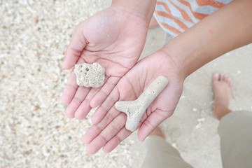 sea shells on the beach