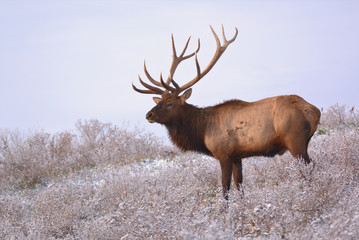 Naklejka na ściany i meble Bull Elk in eary snow in autumn in a mountain meadow