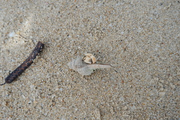 hermit crab on the beach
