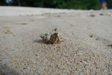hermit crab on the beach