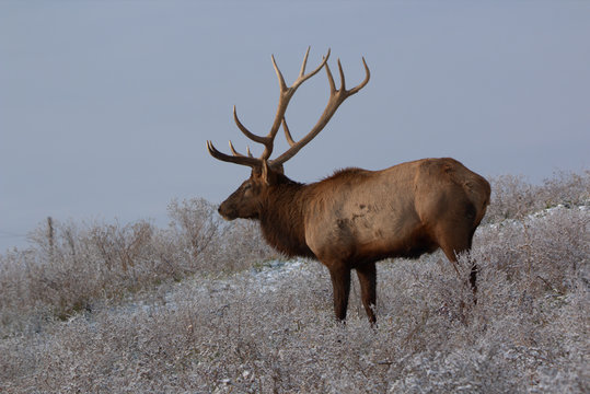 Bull Elk in eary snow in autumn in a mountain meadow