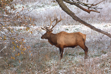 Naklejka na ściany i meble Bull Elk in eary snow in autumn in a mountain meadow