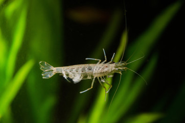 熱帯魚