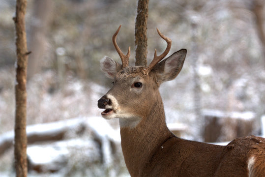 Spike deer 2024