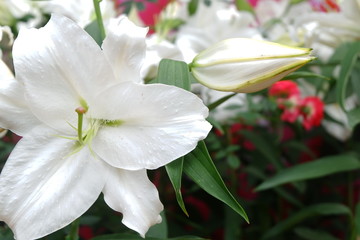 lily of the valley