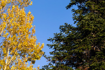 autumn branches with leaves on a blue sky background. Beautiful Autumn Background. natural texture