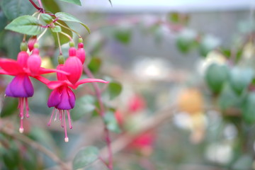 Fototapeta premium flowers in the garden